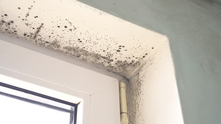 Best Biohazard Mold Removal  in Lincoln, ND